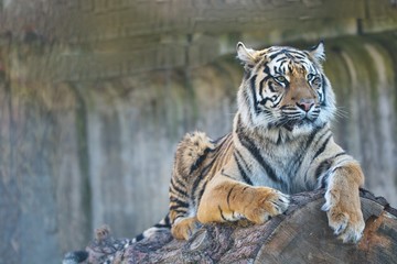 young female Sumatran tiger, Panthera tigris sumatrae