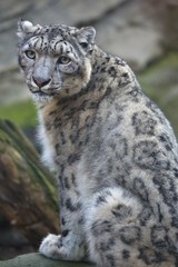 portrait resting snow leopard, Uncia uncia