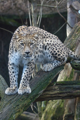 Persian leopard, Panthera pardus saxicolor sitting, on a branch