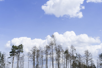 Abgestorbene Bäume im Wald
