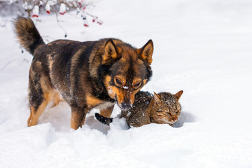 Big dog and cat playing in snow