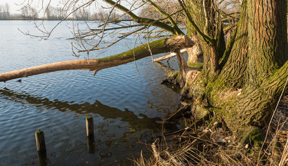 Bare tree felled by the wild beavers