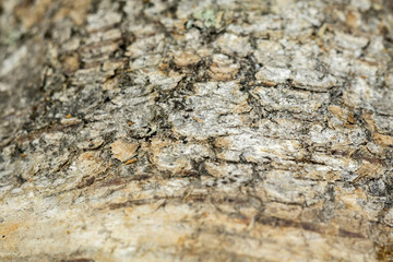 Birch Bark Macro