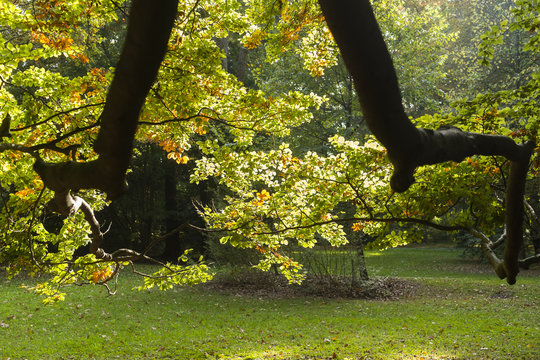 Astgabel mit Bl&auml;ttern im Herbst
