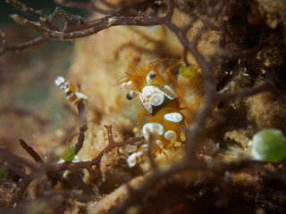 Squat Shrimp Close up