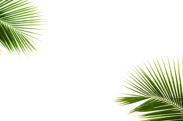 Printed roller blinds Palm tree Coconut leaves.