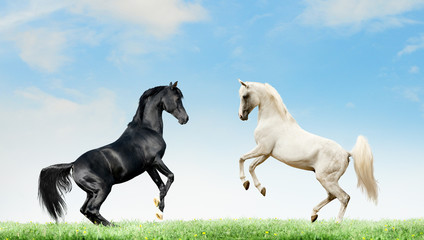 Obraz na płótnie Canvas two arabian black and grey horses rearing on summer background