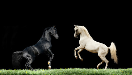 Obraz na płótnie Canvas two arabian black and grey horses rearing isolated on black