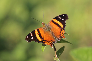 Obraz premium Borboleta