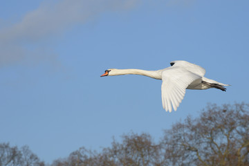 Mute Swan, cygnus olor