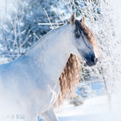 andalusian horse winter portrait