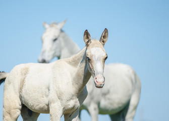 Obraz premium blue-eyed akhal teke foal with blue sky background