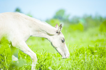 Obraz premium light palomino akhal-teke foal grazing in summer pasture