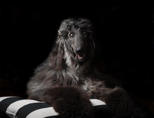 black afghan hound portrait in low key