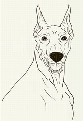 Doberman ink drawing on notebook sheet