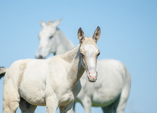 blue-eyed akhal teke foal with blue sky background