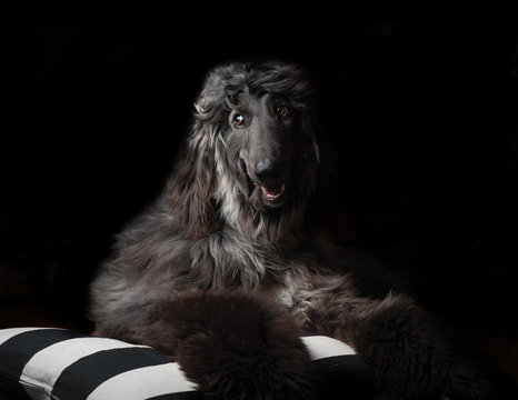 Black Afghan Hound Portrait In Low Key