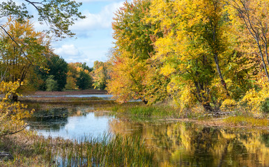 Beautiful sunshine through autumn deciduous marshland woods and wetlands on walking trail through Petris Island nature preserve in Orleans, Ontario, Canada.