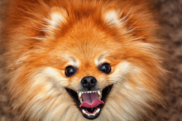 Obraz premium Happy red Spitz dog breed with a smile looking at the camera