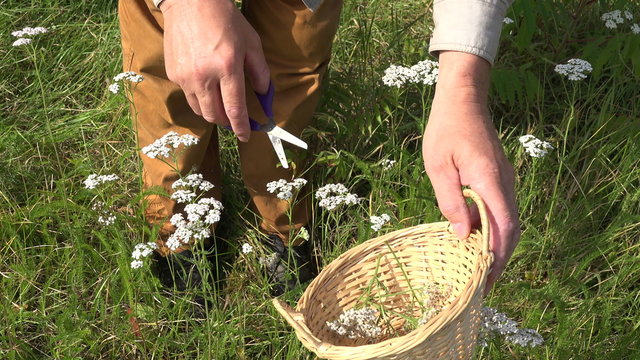 Herbalist wearing brown pants picking flowering white yarrow in the meadow on sunny summer day, 4K