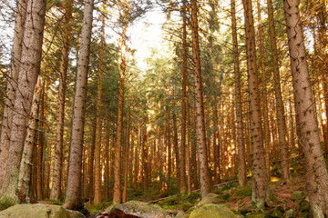 Fototapeta na wymiar Wald im Harz
