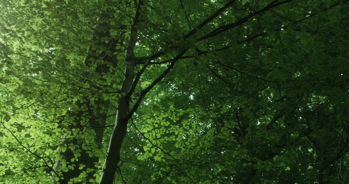 Slow pan of a the bright green canopy of beech trees in the springtime. The sun flares brightly through the leaves.