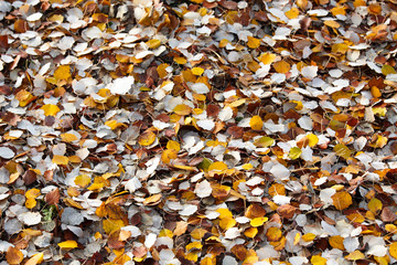 Colorful autumn leaves. natural background