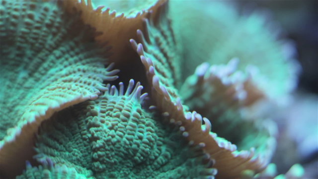 Coral and underwater marine life.