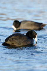 Eurasian Coot, Coot, Fulica atra