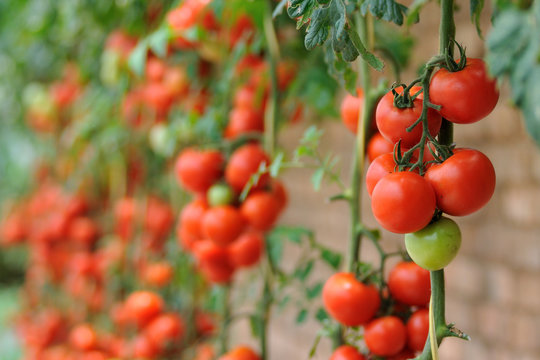 Tomatoes farm