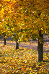 Colorful trees in autumn