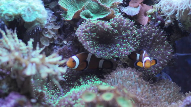 Coral and underwater marine life.