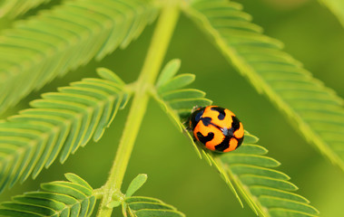 Orange ladybug on green background.