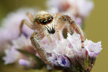 Jumping spider with big eyes on the flower