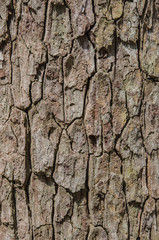 Closeup cracked skin of trunk of tree texture background