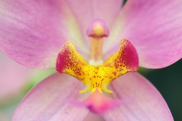Orchid Close Up