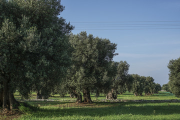 olive trees