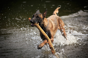 Malinois im Wasser © Nadine Haase