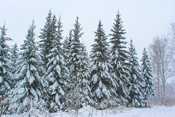 Fototapeta premium Beautiful snowy forest cold winter in December