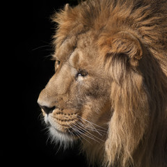 Side face portrait of an sunlit Asian lion on black background. Wild beauty of the biggest cat. The head with splendid mane of the King of beasts.