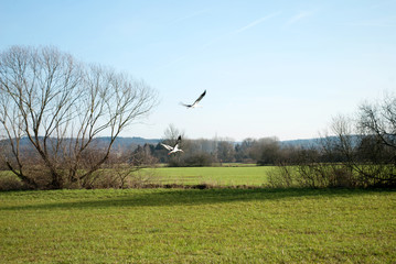 Störche im Flug in Auenlandschaft im Winter, Hessen 