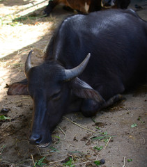 Thailand cow.