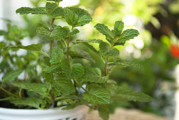 Frische Minze im Topf, Mentha