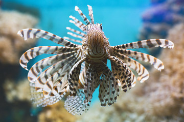 Fish swims in the aquarium, Zebra winged. Fish among corals and algae. 