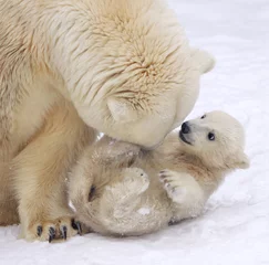 Mother love of polar bear