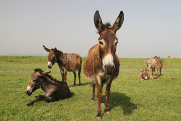 Herd of wild donkeys resting in the  meadow