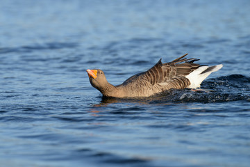 Greylag Goose, goose