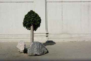 Little tree and rocks.