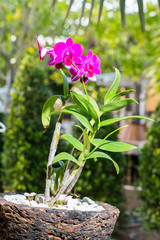Beautiful pink azalea flowers tropical flowers. Desert roses in the garden Thailand, Phuket