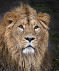 The face portrait of a calm lion. The King of beasts, biggest cat of the world. The most dangerous and mighty predator of the world. Beauty of the wild nature.